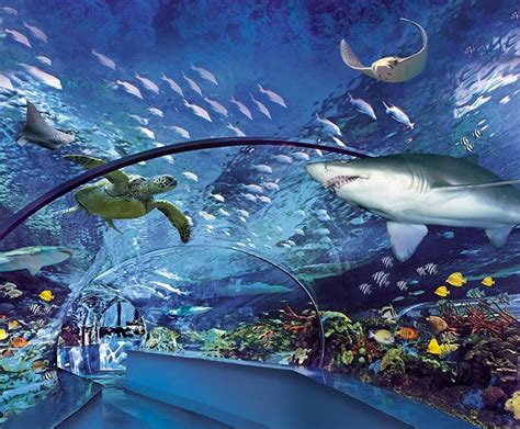 Ripley's Aquarium of Myrtle Beach - North Myrtle Beach Area Guide