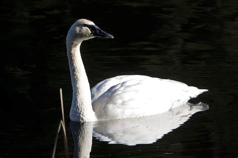 Trumpeter Swan (Adult) - A species once threatened! | Flickr