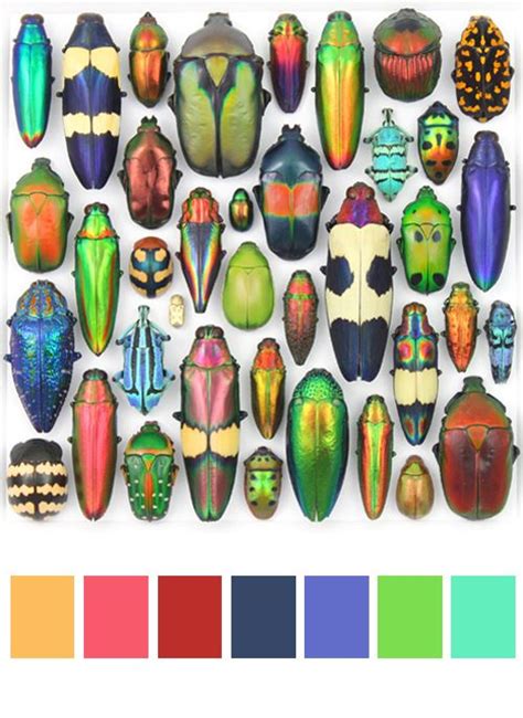 an assortment of different types of beetles on a white background with ...