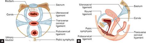 Pubocervical Ligament