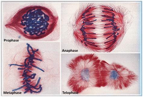 Stages Of Mitosis Microscope Images