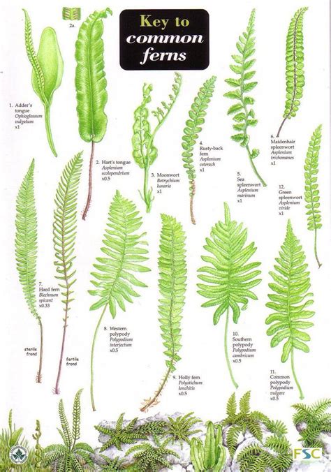 Janet Davis on Twitter | Ferns garden, Plants, Ferns