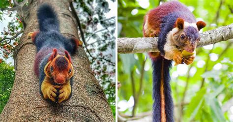 The Indian Giant Multicolored Squirrels Are Almost Too Beautiful To Be ...