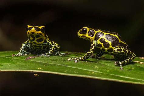 Core set of genes explain why some animals stick to one mate at a time ...