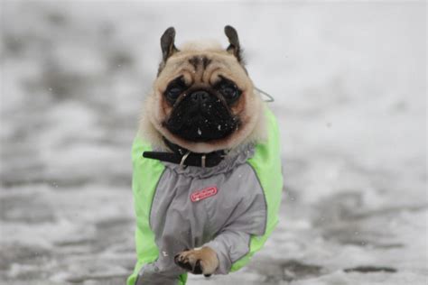 Snow pug 1 by HollyHuntington on DeviantArt