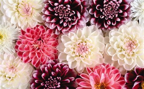 203 Dahlia HD Wallpapers | Background Images - Wallpaper Abyss