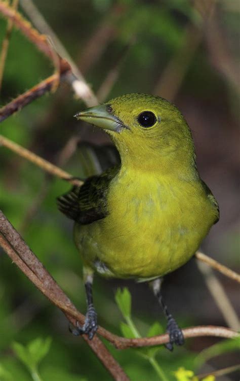 Scarlet Tanager Female Photograph by Bruce J Robinson - Fine Art America