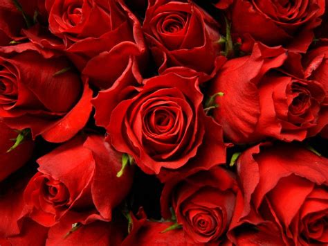 Red Rose Wallpaper (68+ pictures) - WallpaperSet