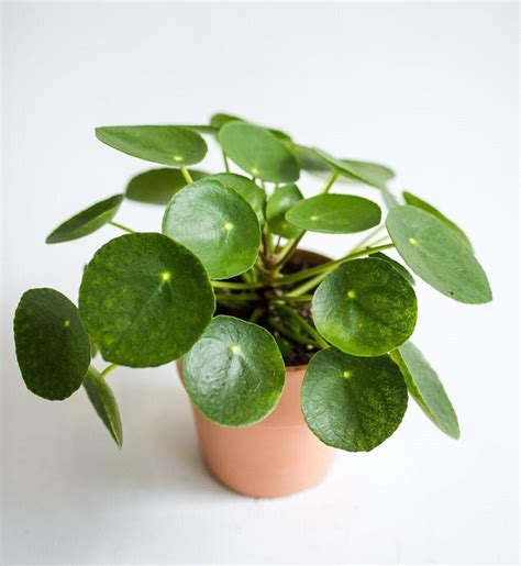 A Beginner's Guide to Chinese Money Plant Care (Pilea Peperomioides)