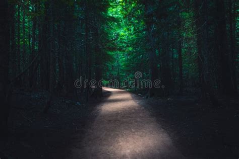 Dark forest trail. stock photo. Image of peaceful, colorful - 81857012