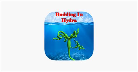 ‎Budding in Hydra on the App Store