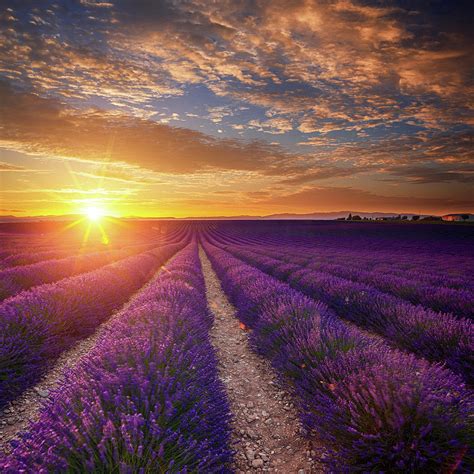 Lavender Field At Sunset Photograph by Mammuth - Fine Art America