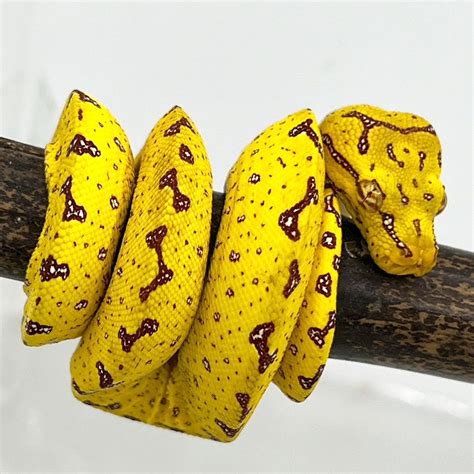 Green Tree Python Biak - big babies