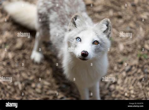 White fox tail hi-res stock photography and images - Alamy