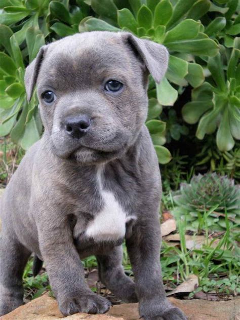 23+ Staffordshire Bull Terrier Puppies Blue Pic - Bleumoonproductions