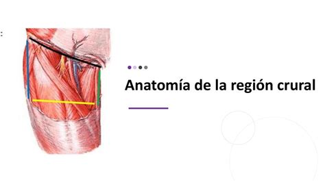 Anatomía de la región crural | Studimedicina | uDocz