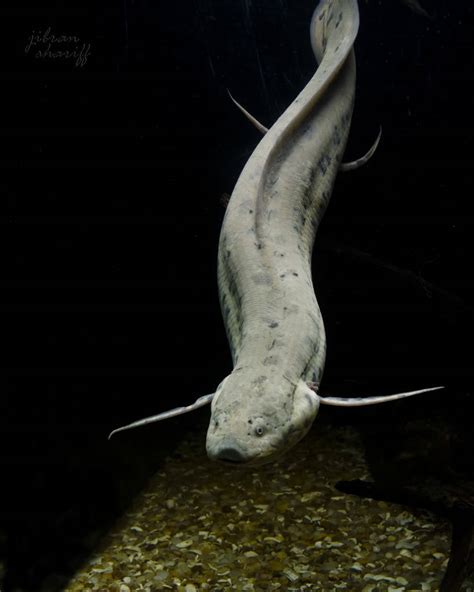 The West African lungfish (Protopterus annectens)... - What about ...