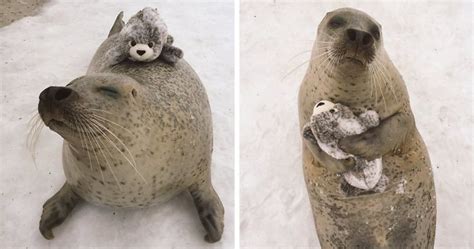 A Rescued Earless Seal Finds Toy Version Of Itself, Can’t Stop Hugging It