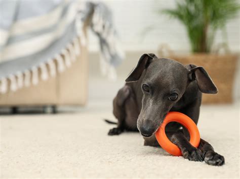 Razas de perros pequeños | ¿Sabes cuáles son las razas de perros ...