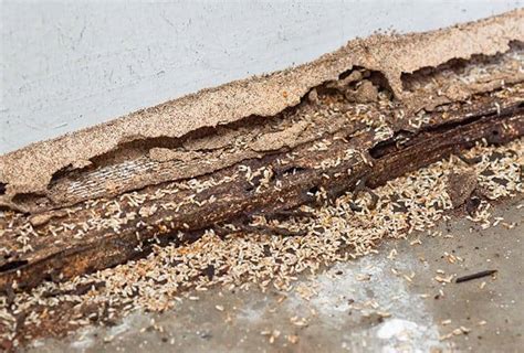 Signs Of A Termite Infestation | Identify Termite Problems