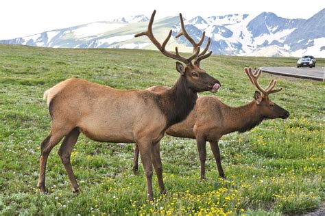 Is It Safe? Why Some Animals Fear Using Wildlife Crossings | Current ...