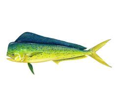 12 Mai mai fish ideas | fish, fish art, mahi mahi