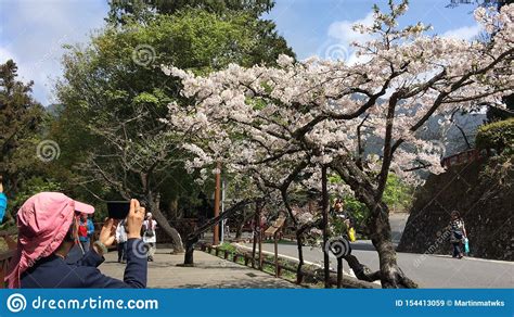 Alishan, Taiwan Cherry Blossom Season Editorial Stock Image - Image of ...