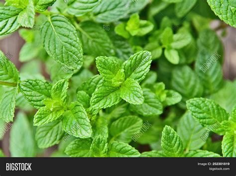 Mint Leaves Types Of Mint Plants - Herbs and Food Recipes