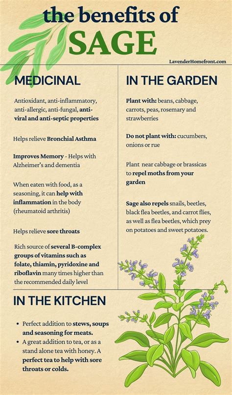 The Benefits of Growing Sage for Holistic Health and Gardening