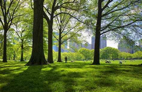 Central Park's First Trees Were Planted Almost 163 Years Ago — Here's ...