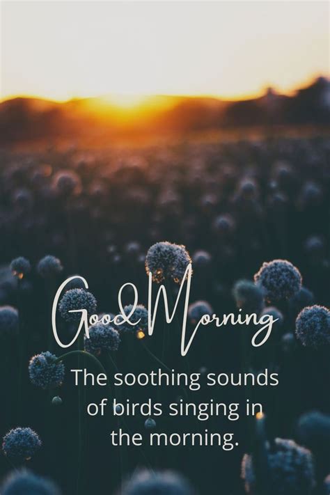 The soothing sounds of birds singing in the morning. | Sounds of birds ...