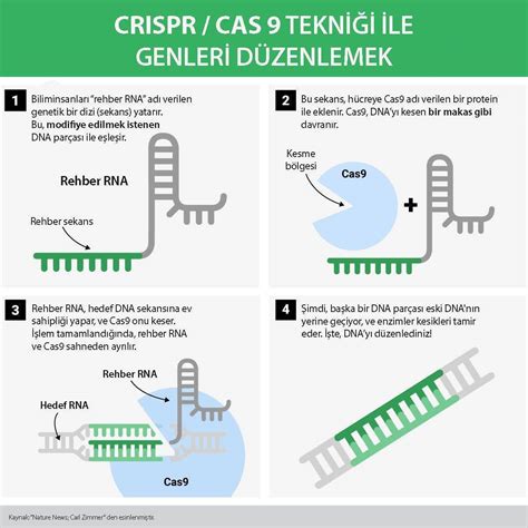 Crispr Cas9 Gene Editing Mechanism