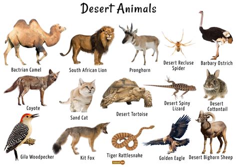 Images Of Desert Animals With Their Names