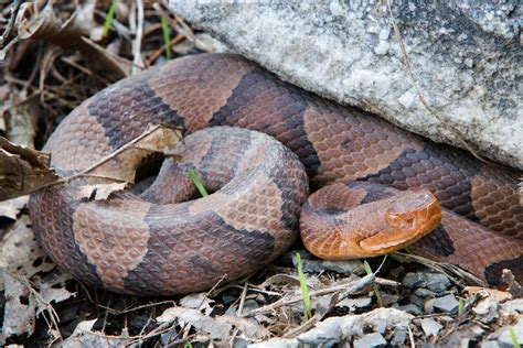 Species Spotlight: Northern Copperhead - Mohonk Preserve - Medium