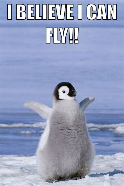 I believe I can fly, I believe I can touch the sky! | Funny animal ...