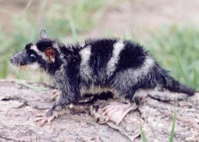 Resultat d'imatges de water opossum swimming | Zoo animals, Animals ...