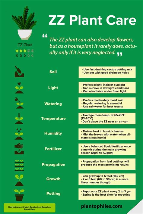 ZZ Plant – Best How To Care and Propagation Guide 101 | Zz plant care ...