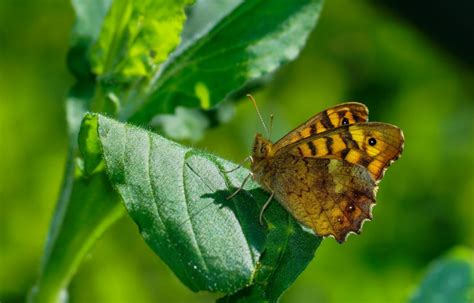 Free picture: nature, butterfly, insect, leaf, flora, macro, biology