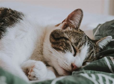 Feline Immunodeficiency Virus: What is it? - PD Insurance