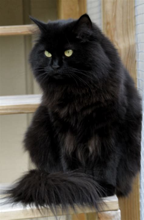 Pin by Abigail Kovacs on May-ow | Fluffy black cat, Black cat breeds ...