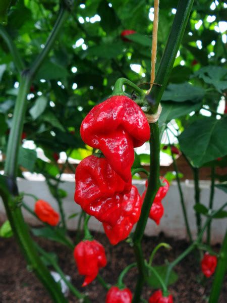 Naga Viper Pepper