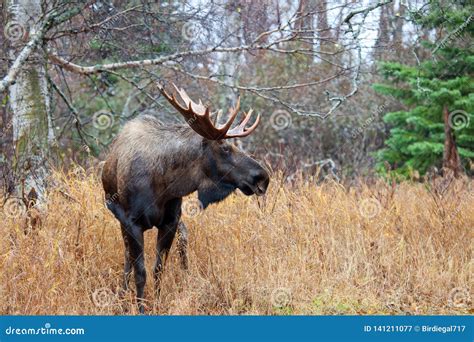 Male Bull Moose with Big Antlers, Standing in a Forest. Alaska, USA ...