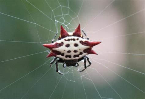 Spiny Orb-Weaver | Identification, Habitat, and Control - peSTopped