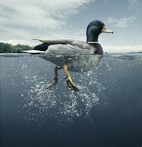 The Duck Looks Smooth & Calm on Top of Water, but, Under That There is ...