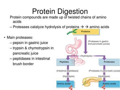 PPT - Chapter 26 Physiology of the Digestive System PowerPoint ...