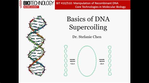 Introduction to DNA Supercoiling - YouTube