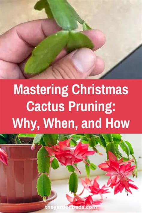 Mastering Christmas Cactus Pruning: Why, When, and How - Garden Beds