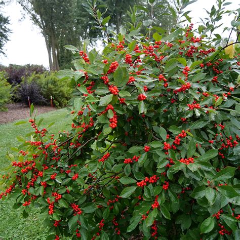 Ilex BERRY HEAVY - Buy Holly Winterberry Shrubs Online