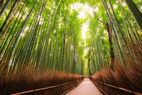 Bamboo Forest of Kyoto » Les Taylor Photography