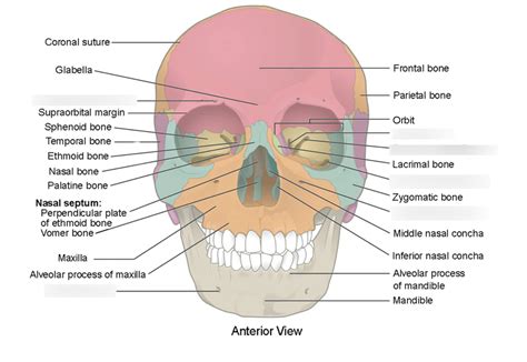 Skull Fissures and Foramen Diagram | Quizlet